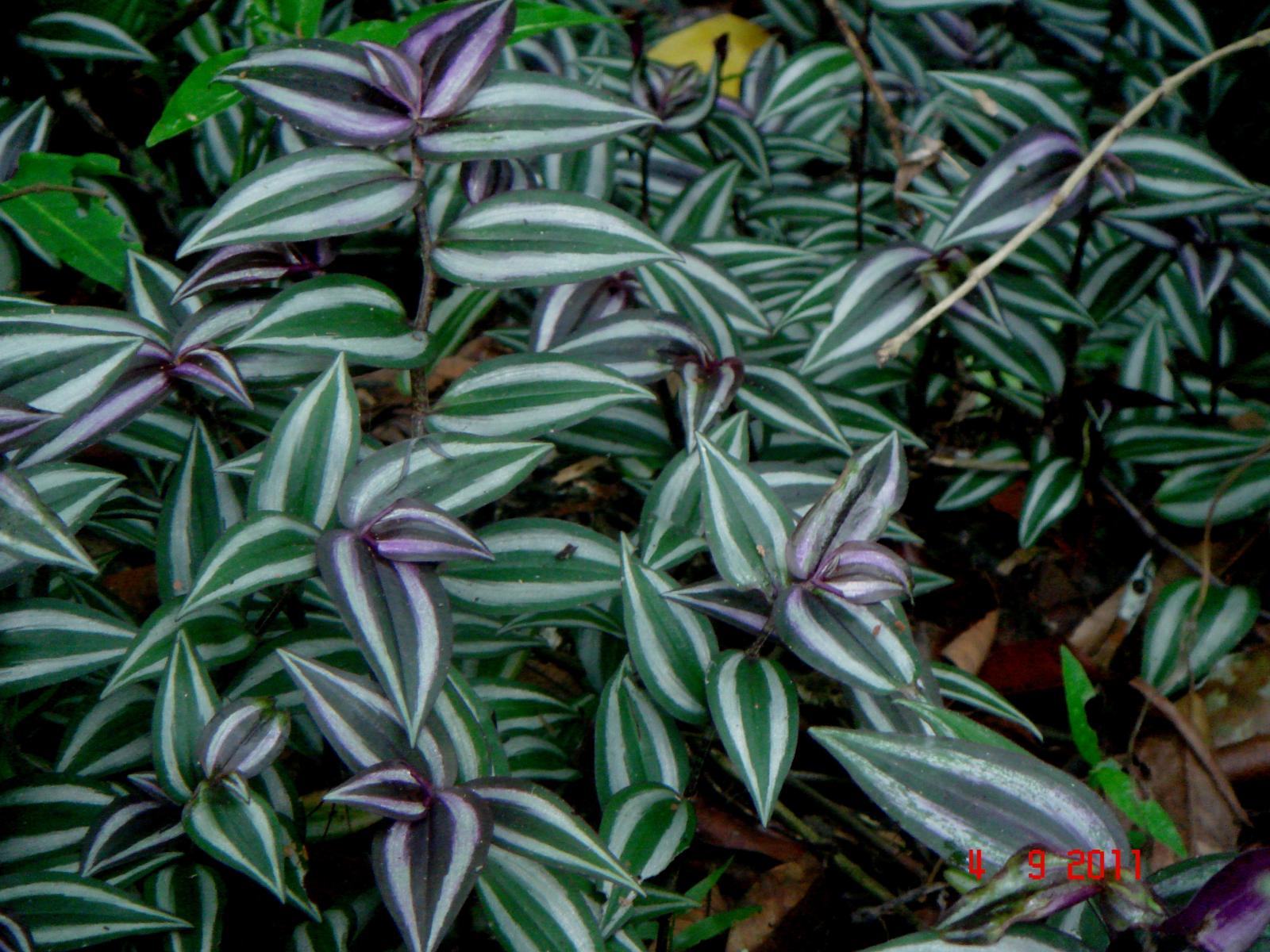 Tradescantia zebrina image