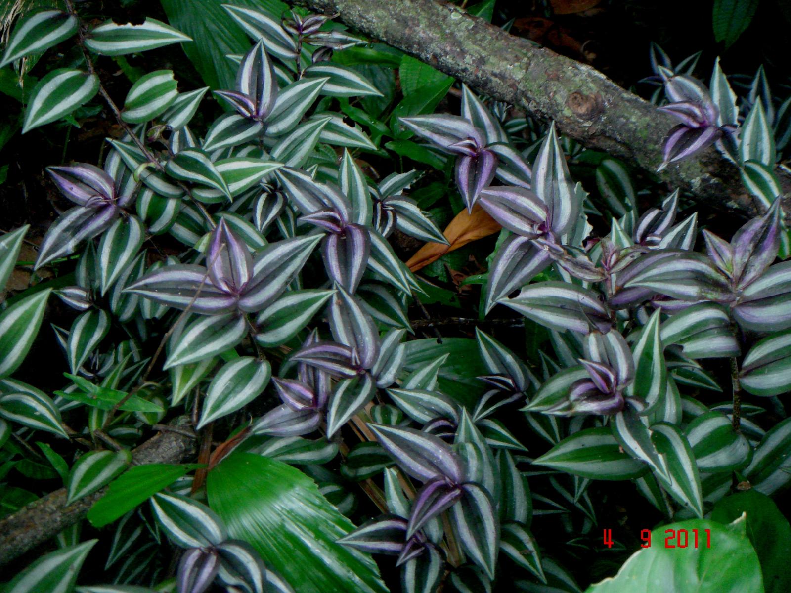 Tradescantia zebrina image