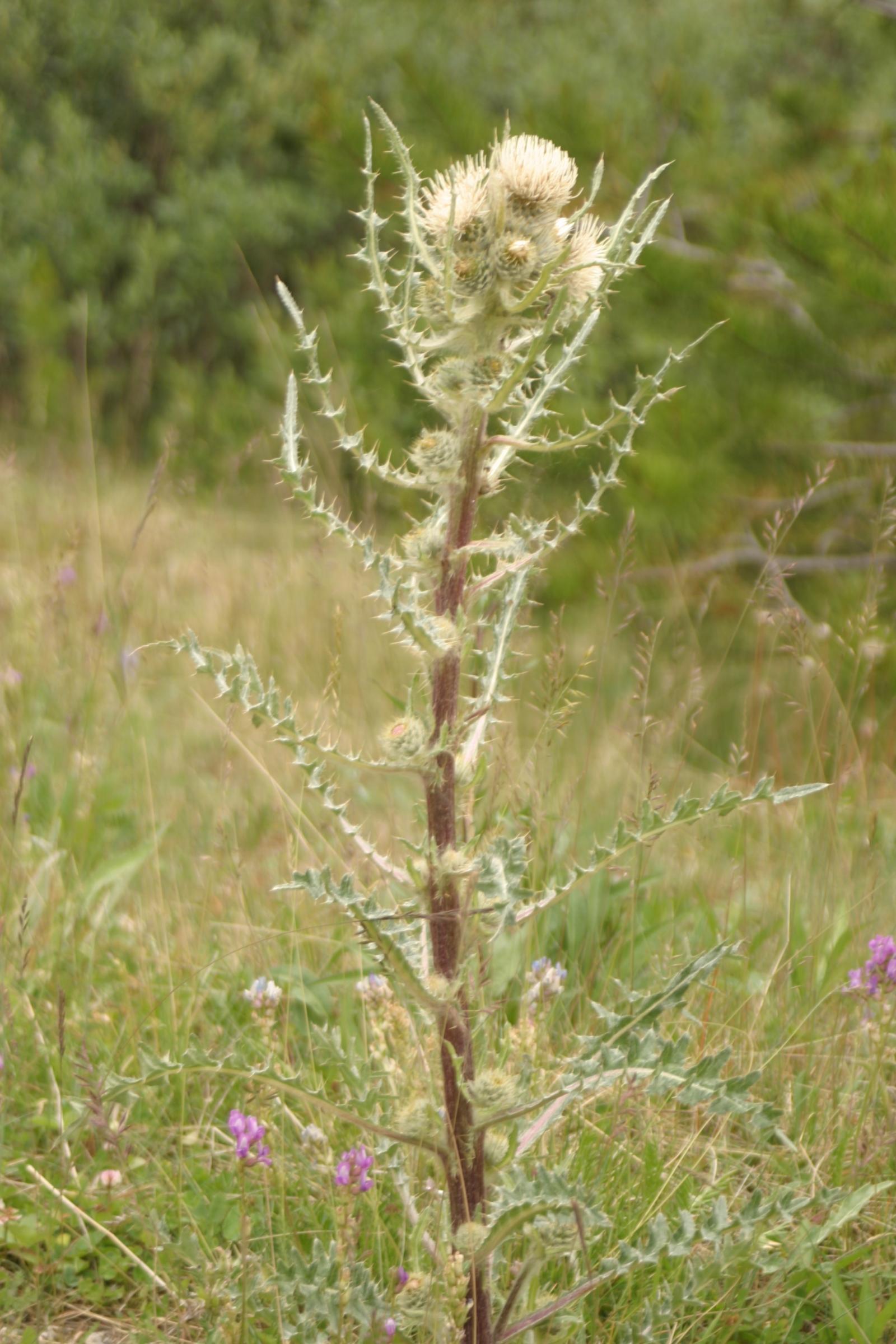 Cirsium hookerianum image