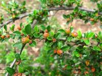 Image of Cotoneaster hybridus