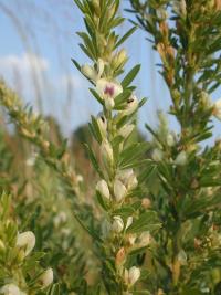 Lespedeza juncea image