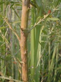 Lespedeza juncea image