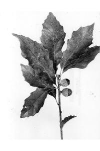 Image of Quercus prinoides