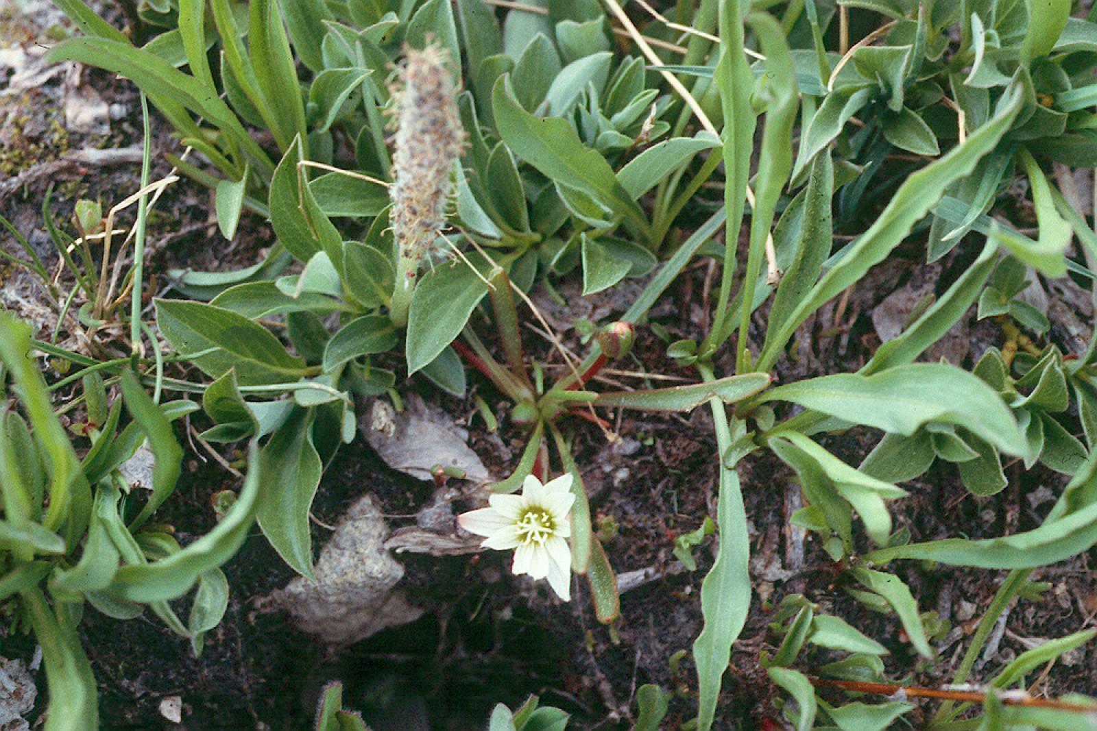 Salix arctica image