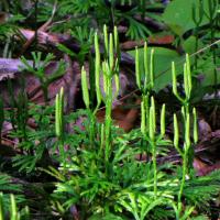 Image of Lycopodium complanatum