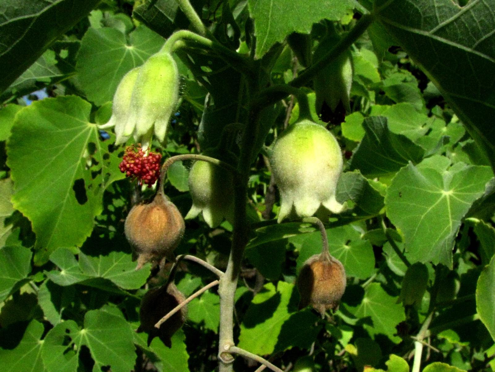 Abutilon eremitopetalum image