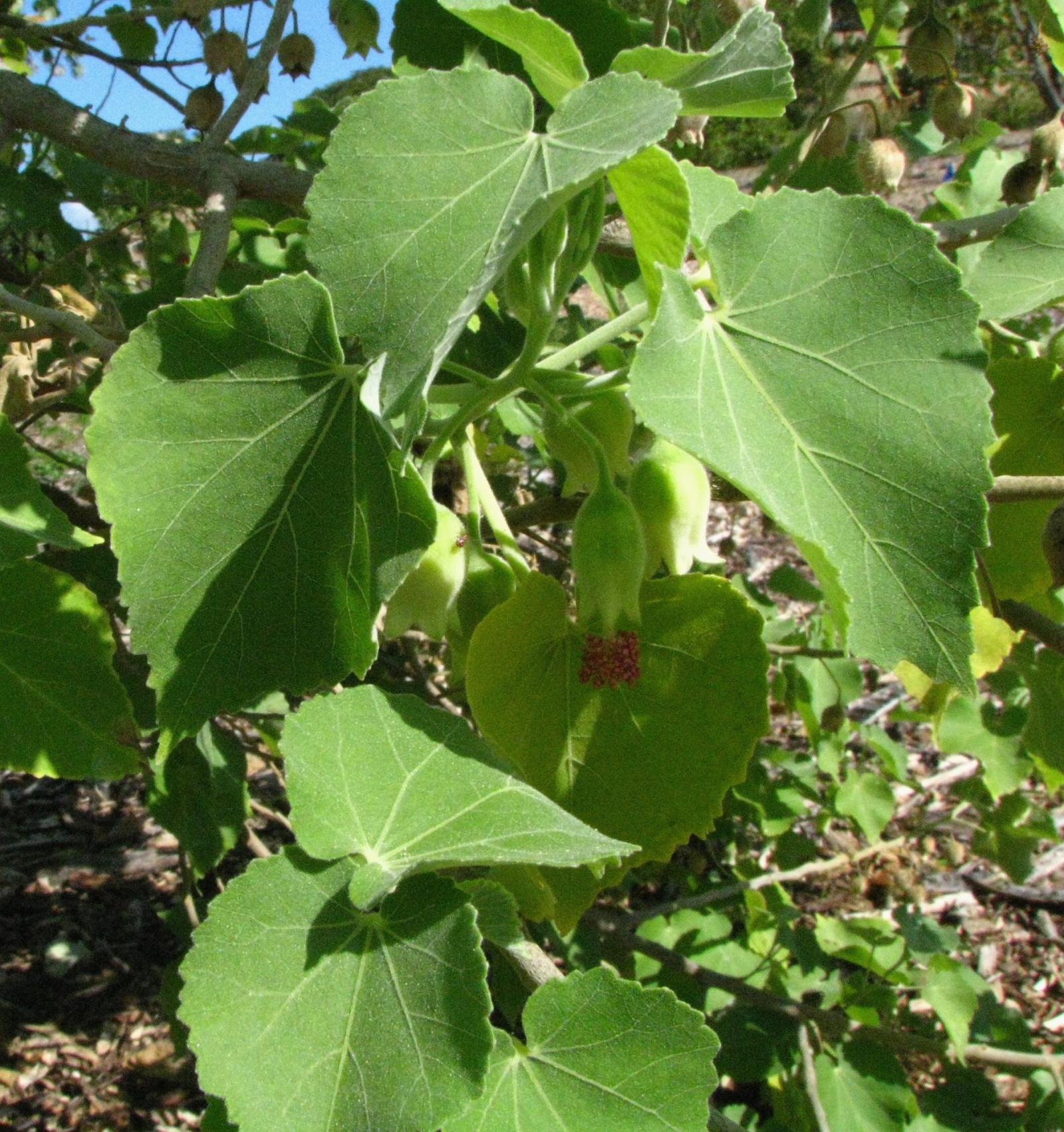 Abutilon eremitopetalum image