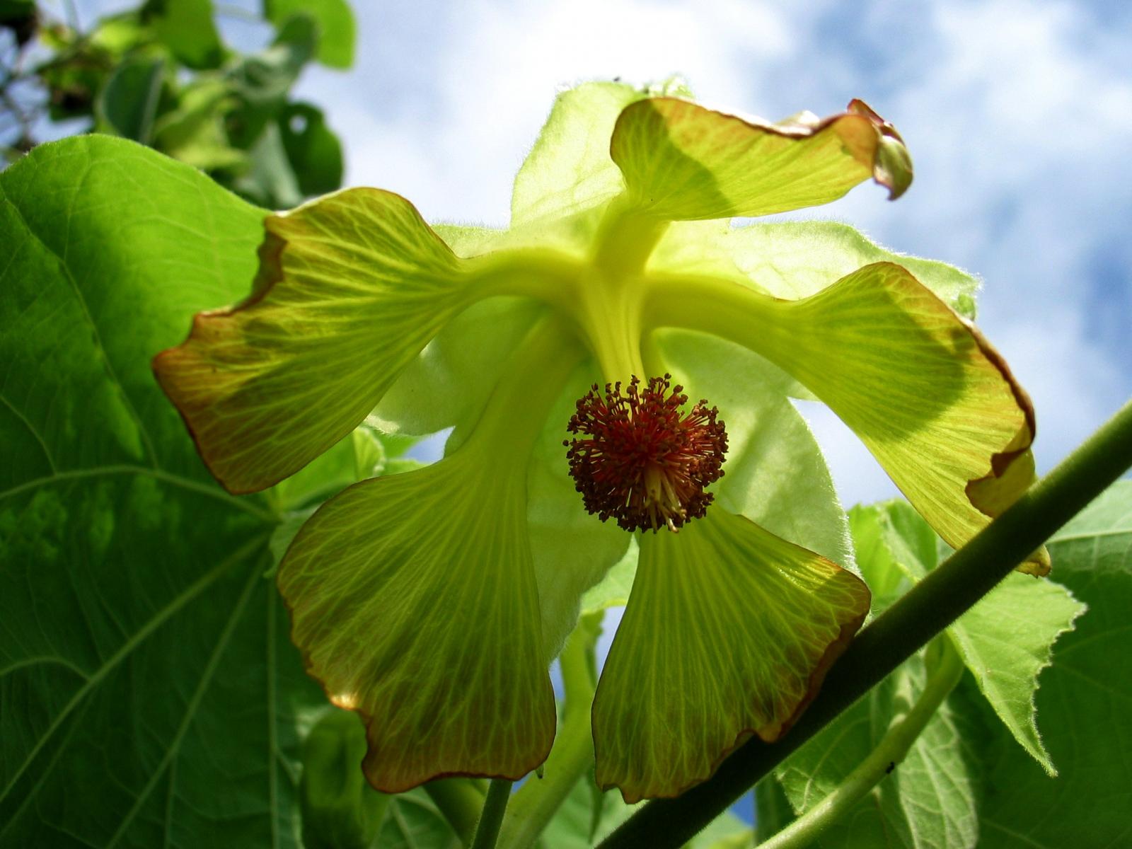 Abutilon sandwicense image