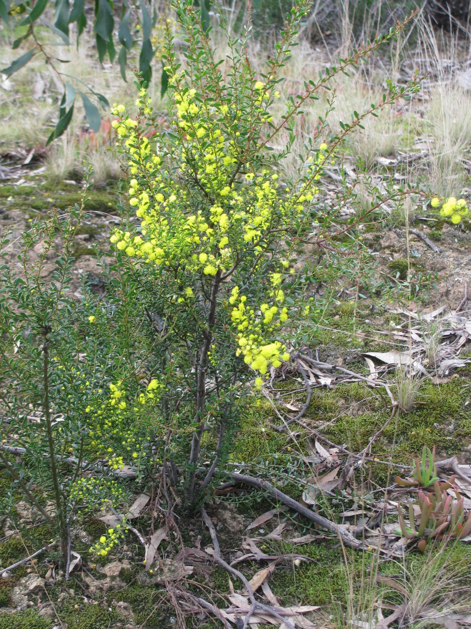 Acacia acinacea image