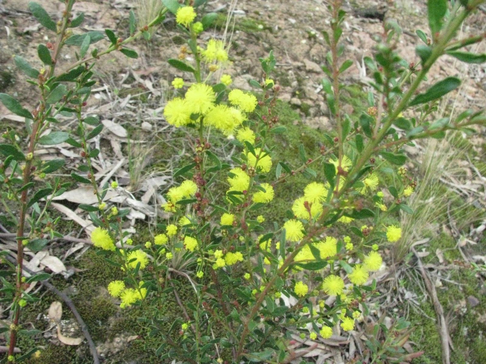Acacia acinacea image