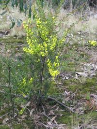 Acacia cyclophylla image