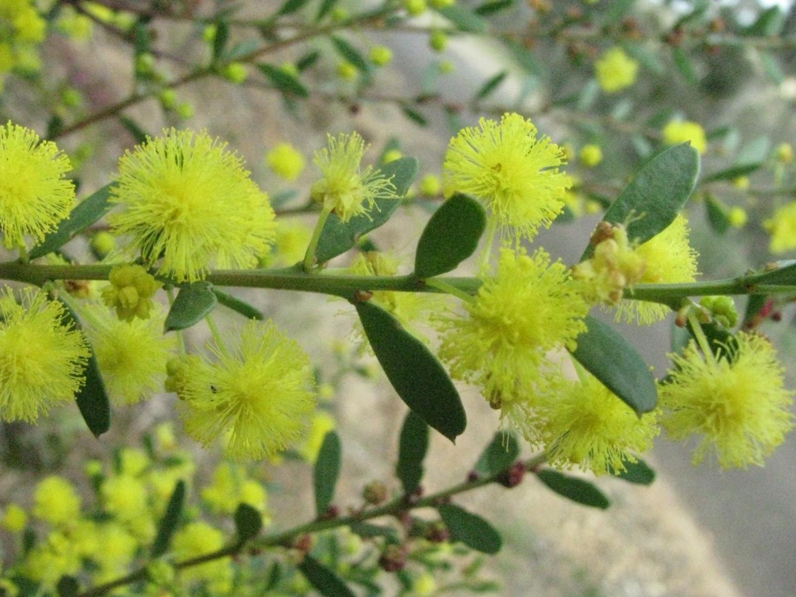 Acacia cyclophylla image