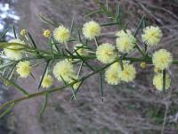 Acacia diffusa image