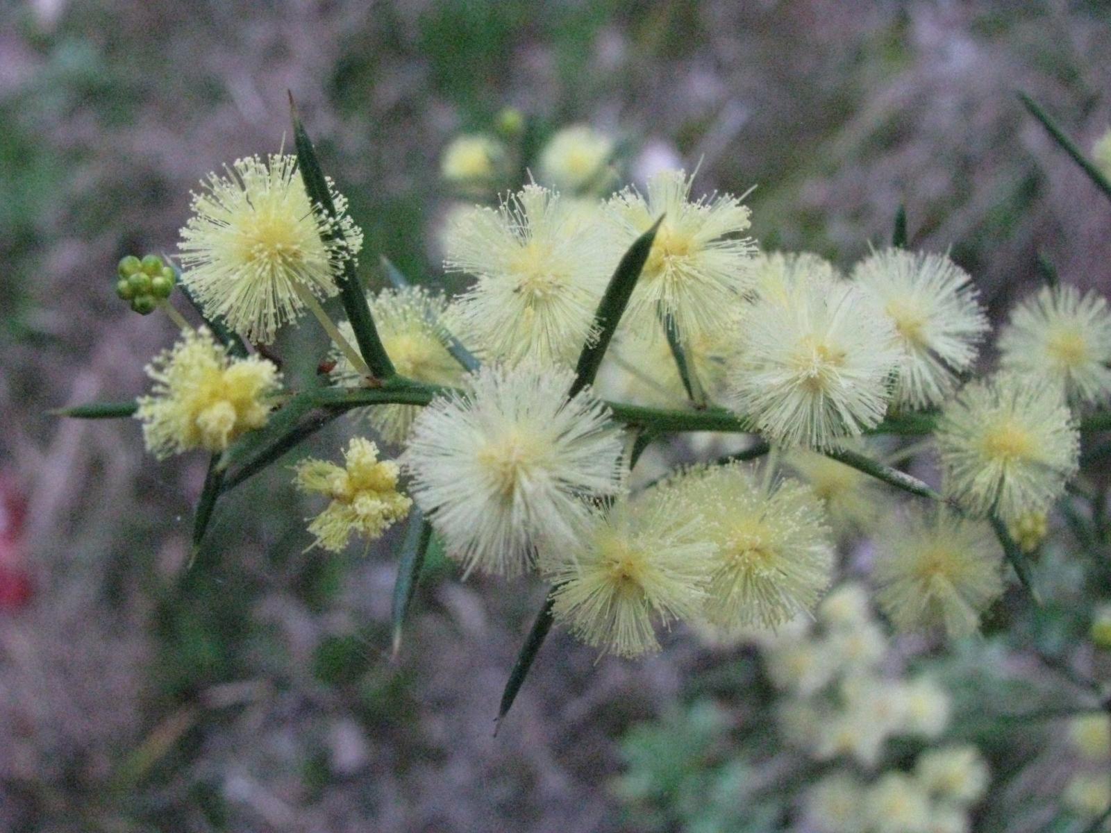 Acacia diffusa image