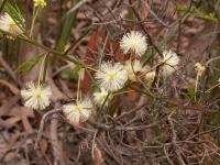 Acacia genistifolia image