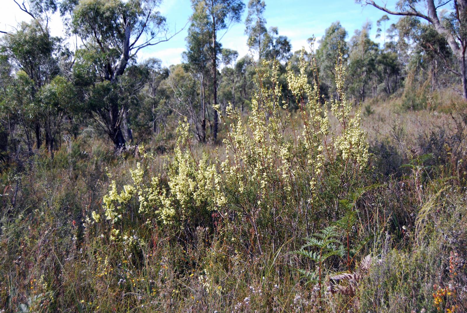 Acacia genistifolia image