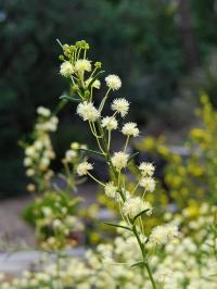 Acacia genistifolia image