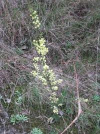 Acacia genistifolia image