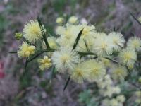 Acacia genistifolia image