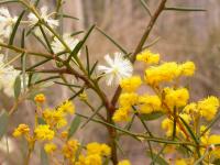 Acacia genistifolia image