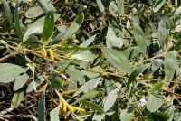 Acacia holosericea image