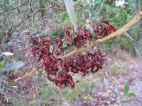 Acacia holosericea image