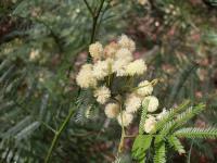 Acacia parramattensis image