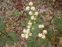 Acacia terminalis image