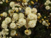 Acacia terminalis image