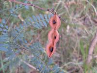 Acacia terminalis image