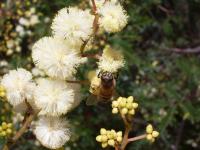 Acacia terminalis image