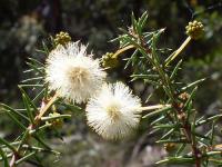 Acacia ulicifolia image