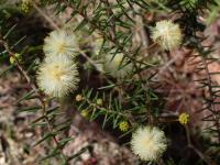 Acacia ulicifolia image