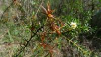 Acacia ulicifolia image