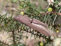 Acacia ulicifolia image