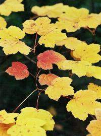 Image of Acer opalus