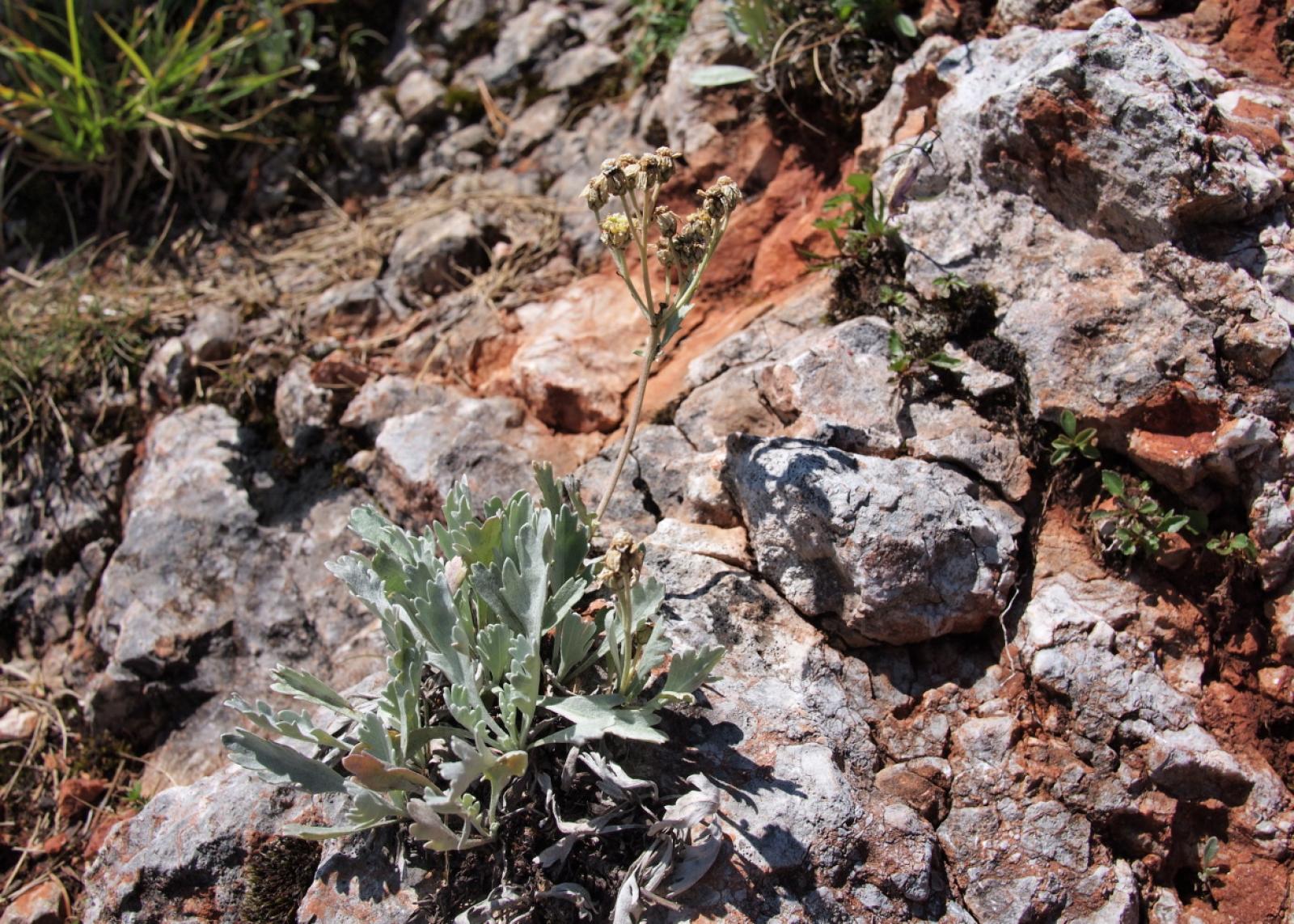 Achillea clavennae image