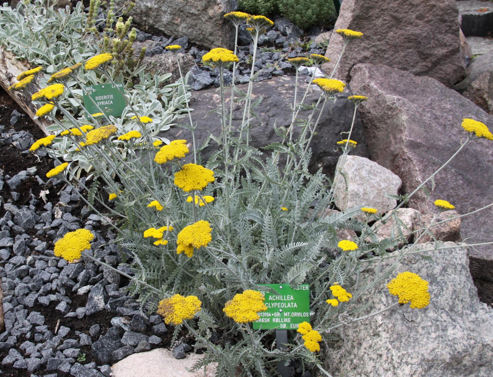 Achillea clypeolata image