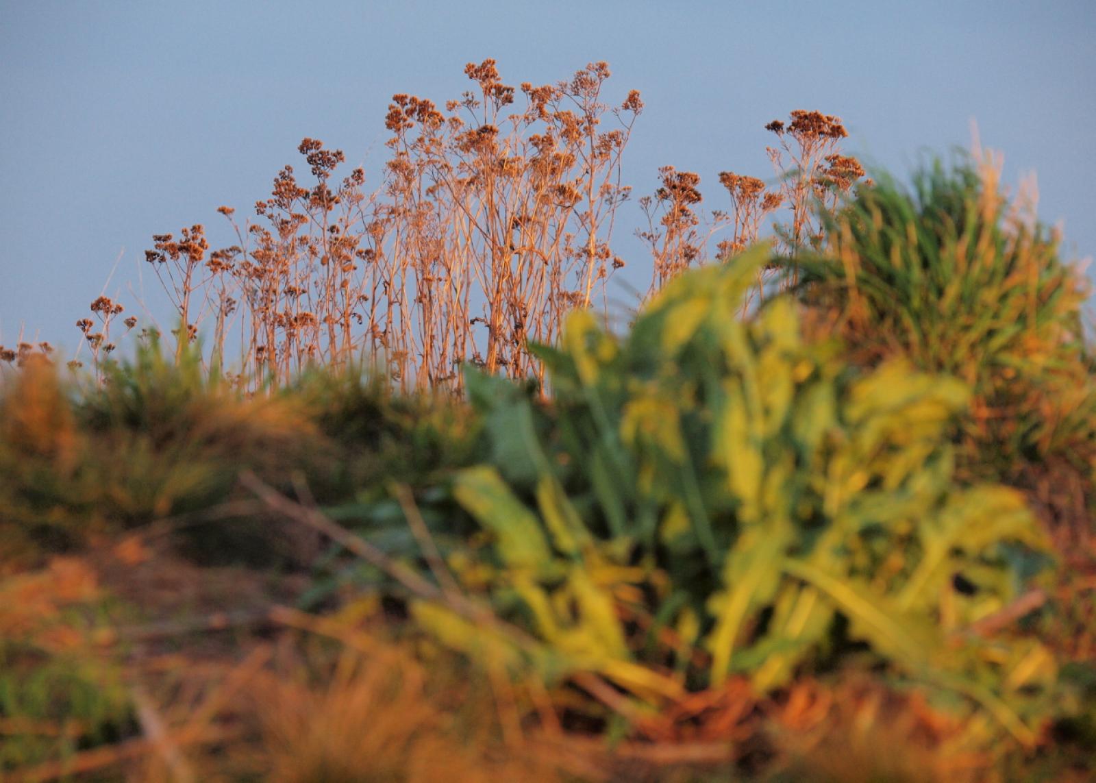 Achillea collina image