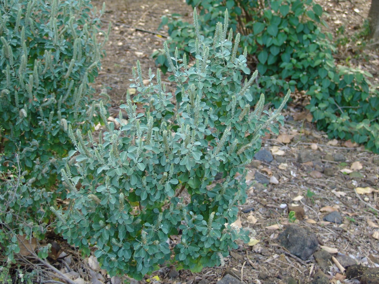 Achyranthes splendens image