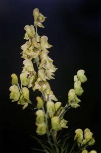 Image of Aconitum anthora