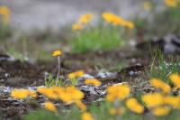 Media resource of Actinea herbacea