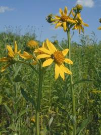 Image of Actinomeris oppositifolia