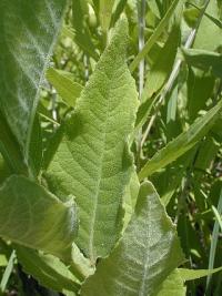 Actinomeris oppositifolia image