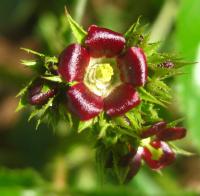 Image of Adenoropium gossypiifolium