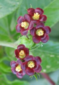 Adenoropium gossypiifolium image