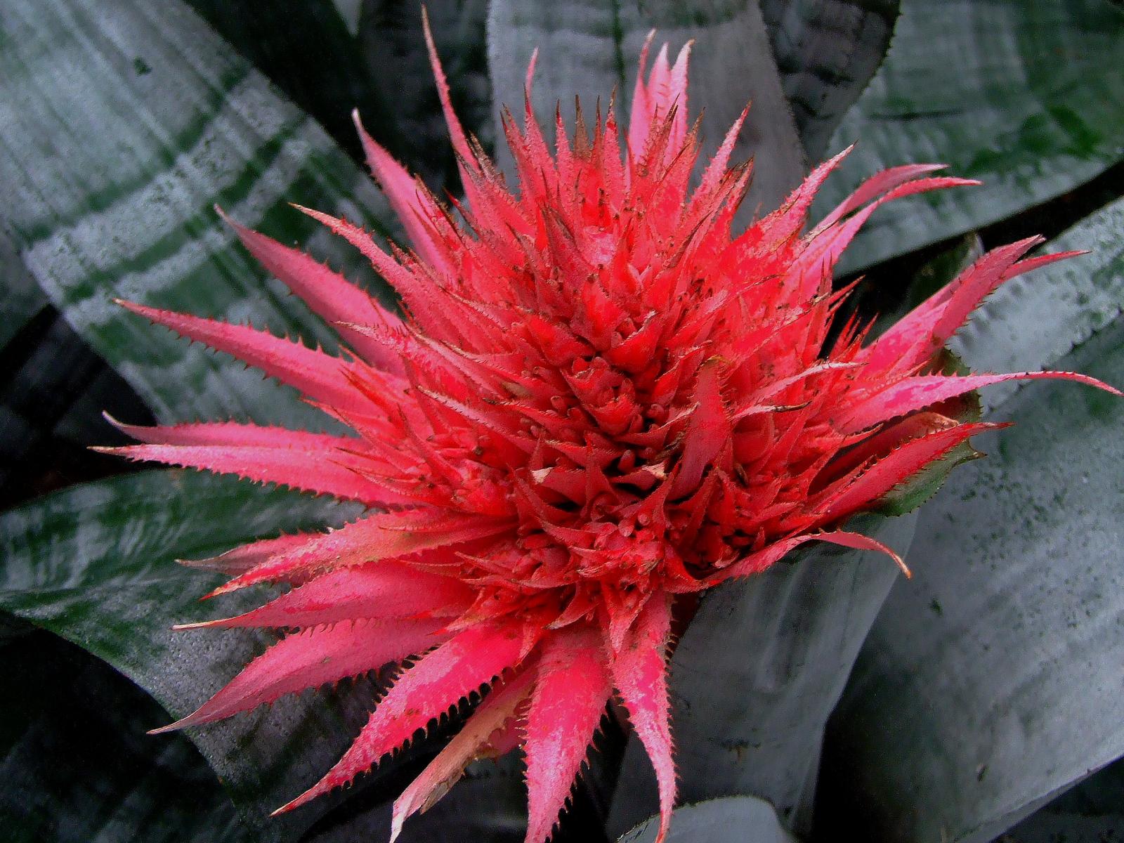 Aechmea fasciata image