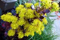 Aeonium arboreum image