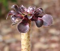 Aeonium arboreum image