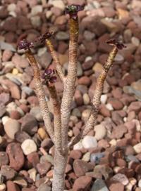 Aeonium arboreum image